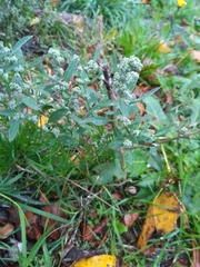 Chenopodium album