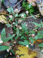 Persicaria