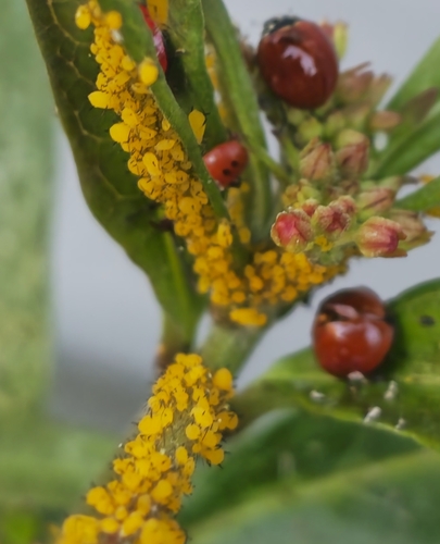 Oleander Aphid photo 6