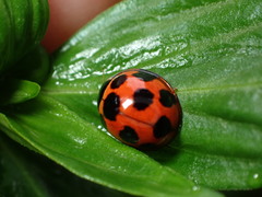 Coelophora bissellata