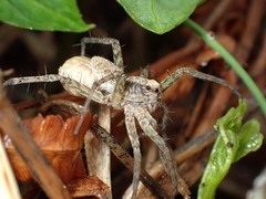 Pardosa laura