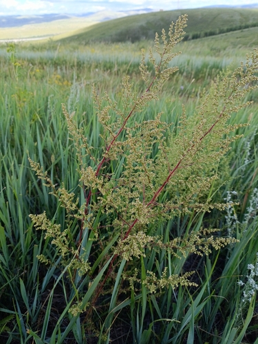 Redstem wormwood (Artemisia scoparia)