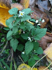 Solanum nigrum