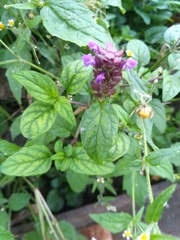 Prunella vulgaris