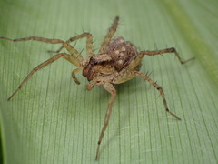 Pardosa laura