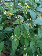 Galinsoga quadriradiata