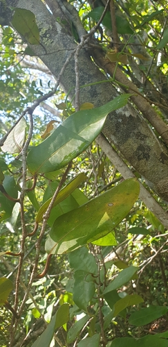 Dicoryphe buddleoides image
