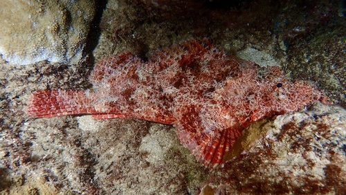 Titan scorpionfish (Scorpaenopsis cacopsis) — Scorpaenidae