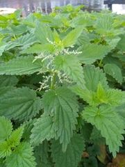 Urtica dioica