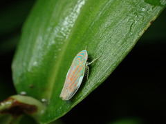 Linnavuoriella arcuata