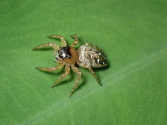 Plexippina