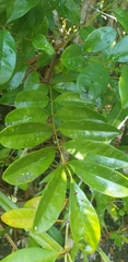 Colea floribunda