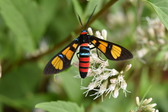 Euchromia elegantissima