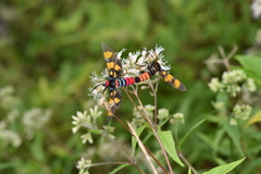 Euchromia elegantissima