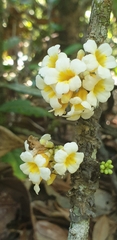 Colea floribunda