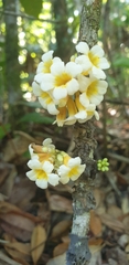 Colea floribunda