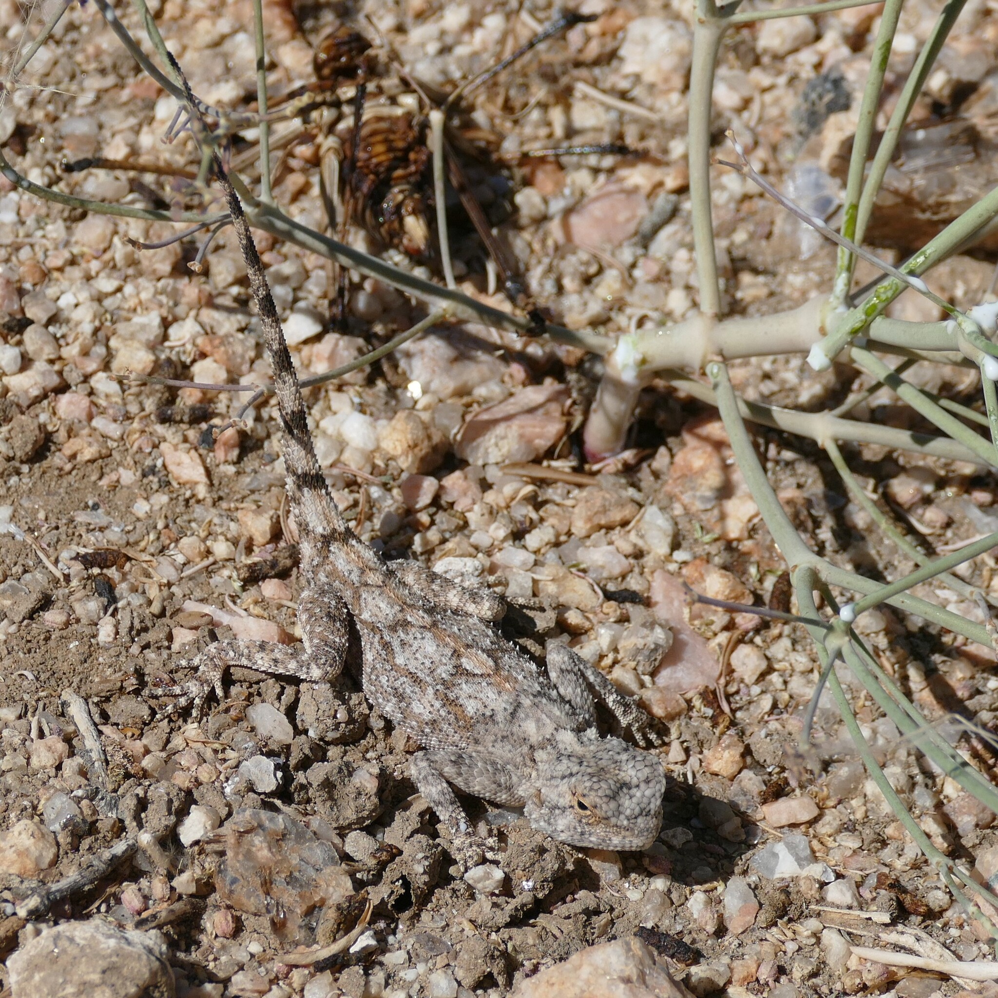 Agama anchietae Bocage, 1896