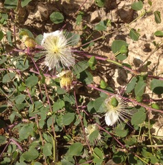 Capparis zoharyi