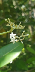Psychotria lantzii image