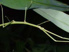 Ramulus rotundus