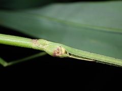 Ramulus rotundus