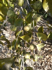 Strychnos madagascariensis