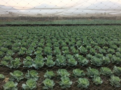 Brassica oleracea capitata