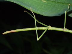 Ramulus rotundus