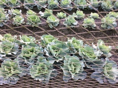 Brassica oleracea capitata