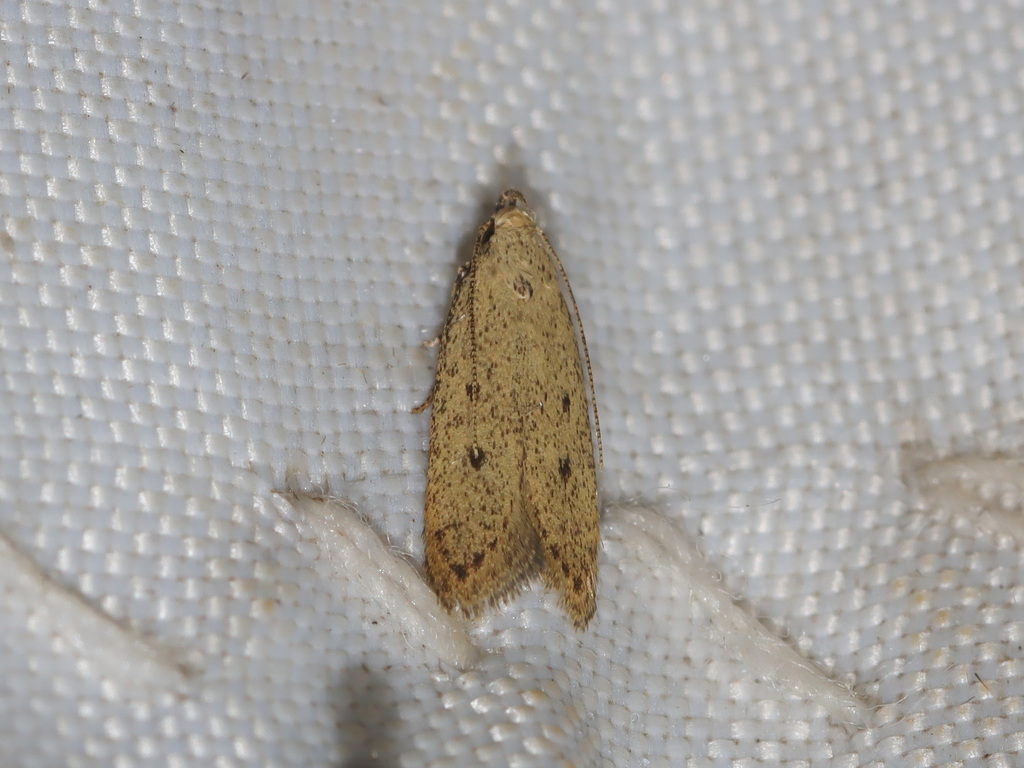 Neopectinimura