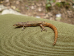 Sphaerodactylus glaucus