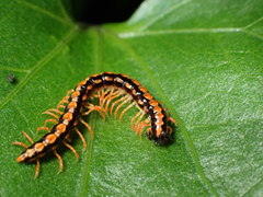 Helicorthomorpha holstii