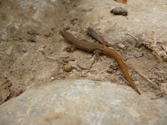 Sphaerodactylus glaucus