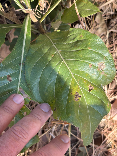 powderbark gardenia