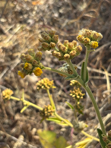 Inula glomerata