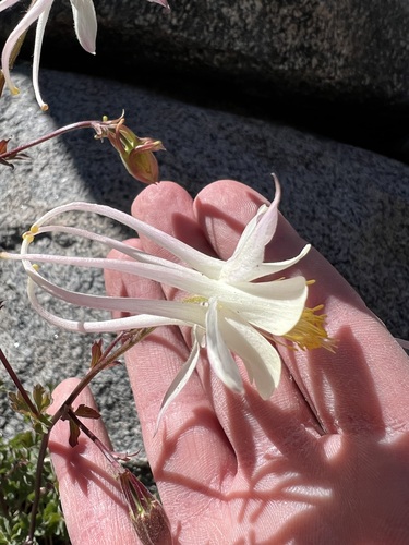 Sierra columbine
