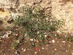 Capparis zoharyi