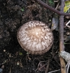 Pluteus readiarum