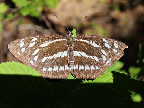 Neptis alwina