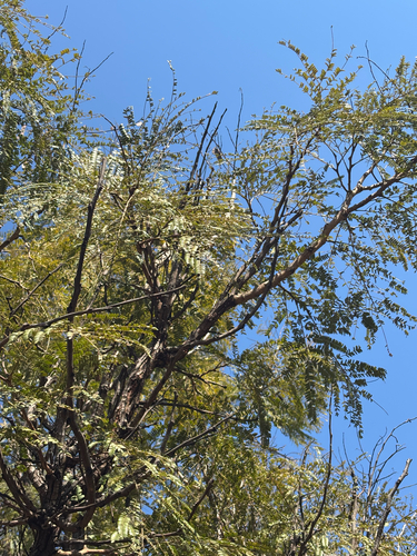 Large-leaved Thorn