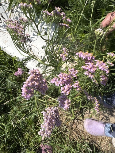 Caraway