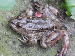 Lithobates montezumae