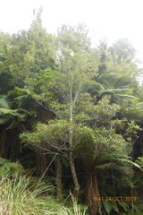 Elaeocarpus dentatus