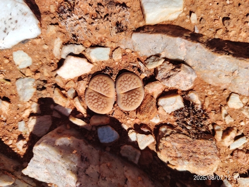 Lithops marginata Nel 2
