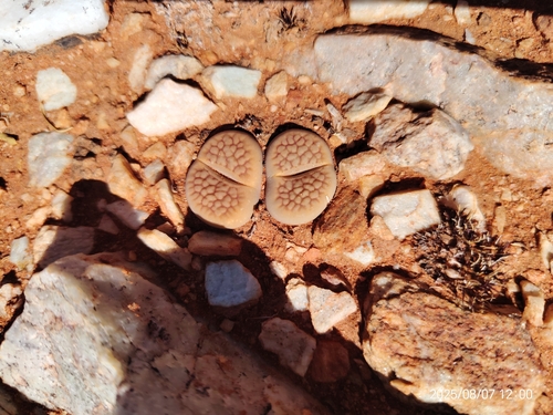 Lithops marginata Nel 3
