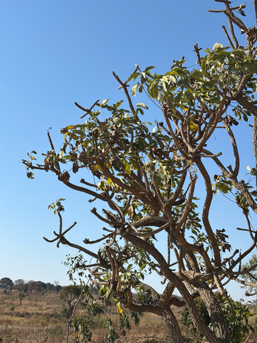 Octopus Cabbage Tree