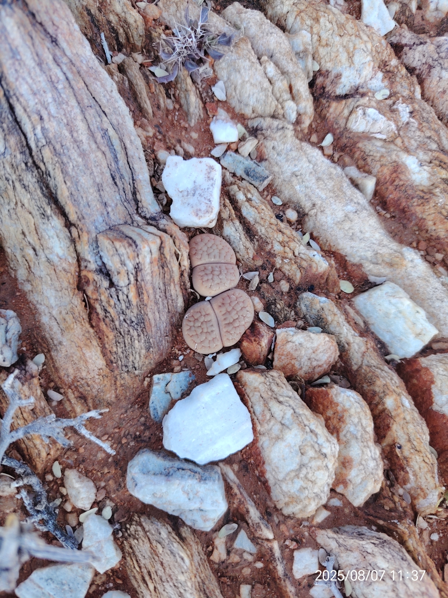 Lithops hookeri