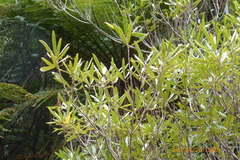 Elaeocarpus dentatus