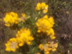 Aspalathus excelsa