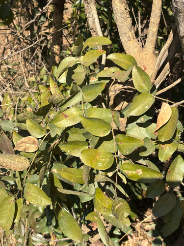 Pericopsis angolensis